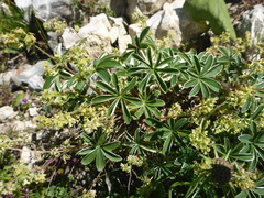 Alchemilla alpigena