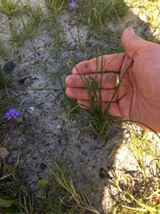 Albuca spiralis