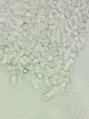 Melanoleuca griseobrunnea