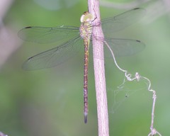 Triacanthagyna septima