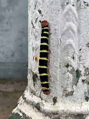 Pseudosphinx tetrio