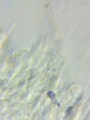 Melanoleuca griseobrunnea