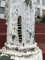 Pseudosphinx tetrio