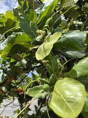 Terminalia catappa