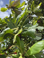 Terminalia catappa