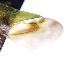 Neolygus contaminatus