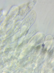 Melanoleuca griseobrunnea