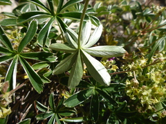 Alchemilla alpigena