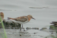 Calidris ruficollis