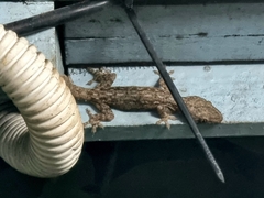 Hemidactylus frenatus