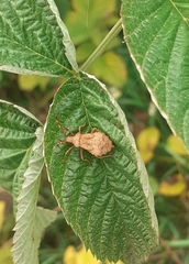 Coreus marginatus