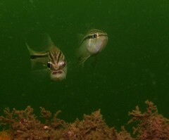 Ostorhinchus limenus