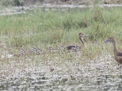 Dendrocygna javanica