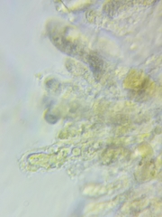 Melanoleuca griseobrunnea