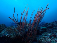 Ellisella ceratophyta