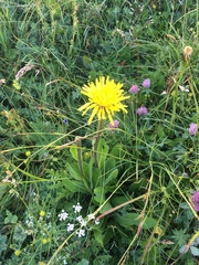Hypochaeris uniflora