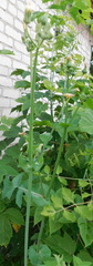 Sonchus oleraceus