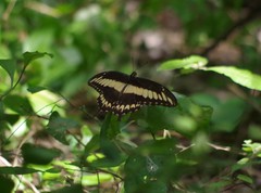 Papilio ornythion ornythion