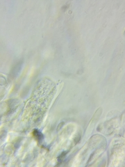 Melanoleuca griseobrunnea