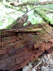 Hydropus marginellus