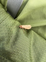 Potamophylax cingulatus