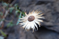 Pentatrichia integra