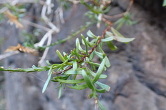 Pentatrichia integra