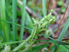 Platanthera devolii
