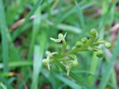 Platanthera devolii