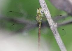 Triacanthagyna septima