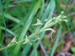 Platanthera devolii