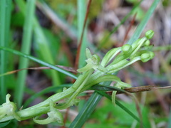 Platanthera devolii