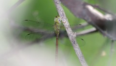 Triacanthagyna septima