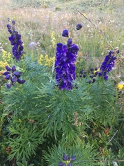 Aconitum tauricum