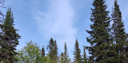 Siberian spruce (Picea obovata)