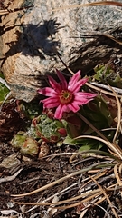 Sempervivum arachnoideum