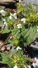 Galeopsis segetum