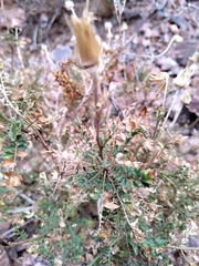 Dolichlasium lagascae