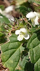 Galeopsis segetum