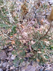 Dolichlasium lagascae