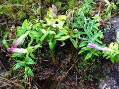 Tripterospermum microphyllum