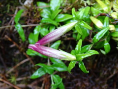 Tripterospermum microphyllum