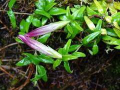Tripterospermum microphyllum