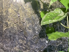 Eublepharidae
