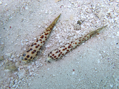Terebra subulata