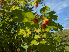 Viburnum opulus