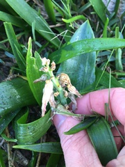 Lachenalia bulbifera