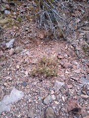 Dolichlasium lagascae