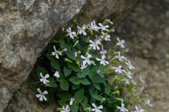 Petrocoptis pyrenaica