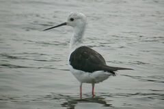 Himantopus himantopus